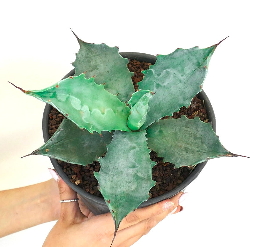 Agave colorata vetplant met brede blauwgroene bladeren en scherpe terminale stekels in pot