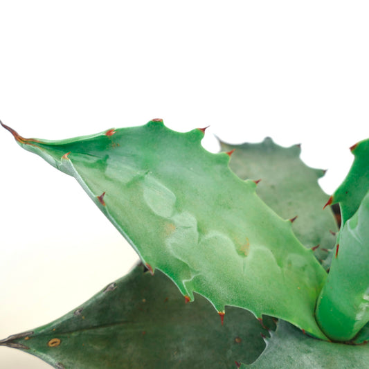 Agave colorata succulent with thick green leaves and reddish spines along edges