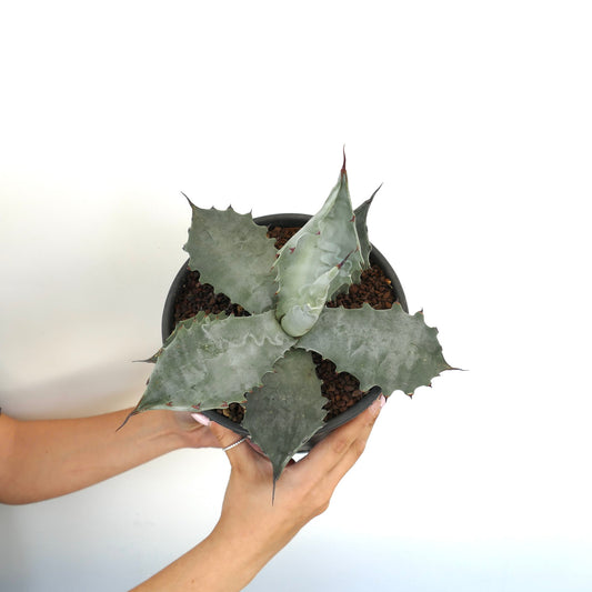 Agave colorata succulent with broad gray-green leaves and sharp spines in pot