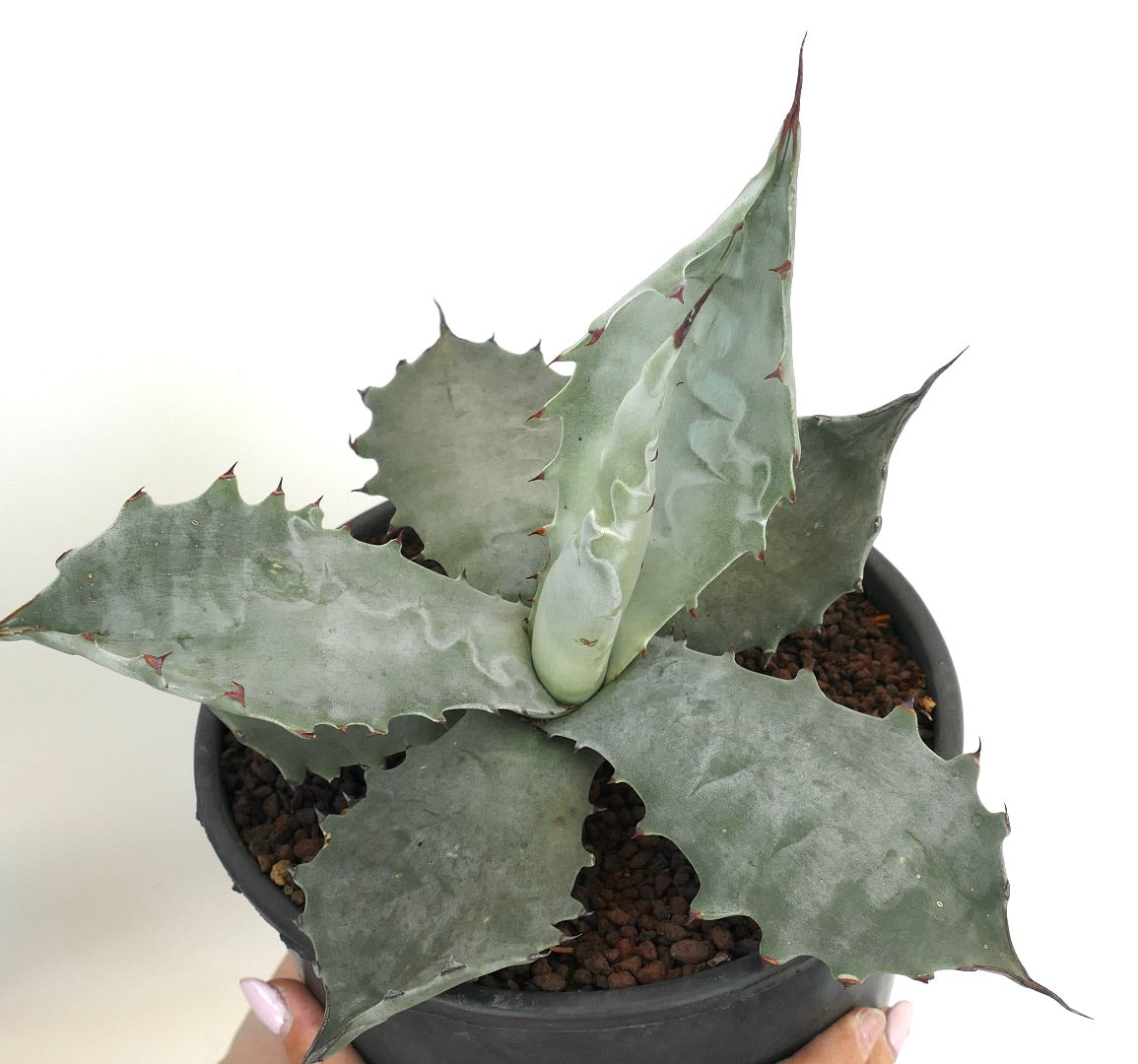 アガベ・コロラータ | Botanical Archive | 珍しい多肉植物の