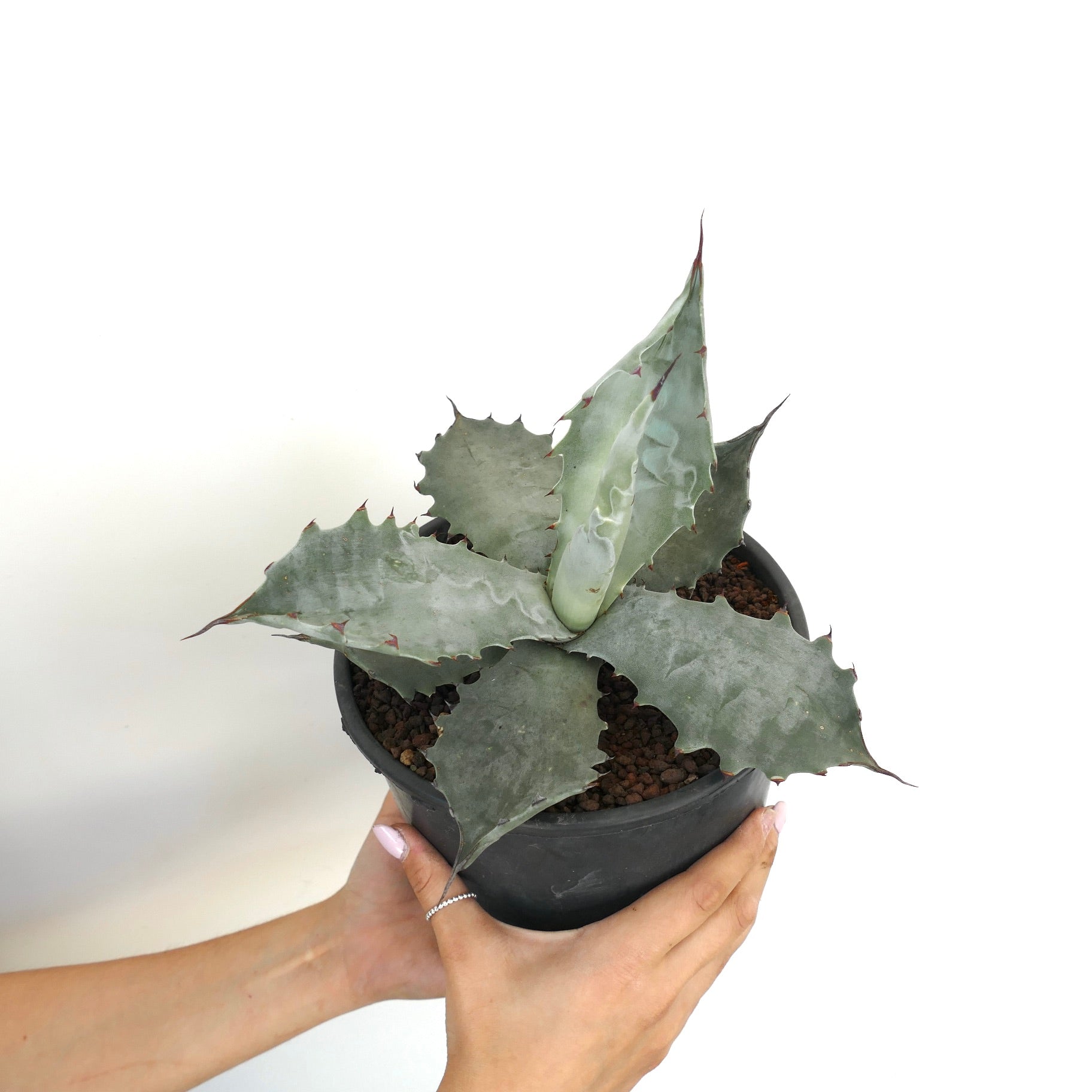 アガベ・コロラータ | Botanical Archive | 珍しい多肉植物の