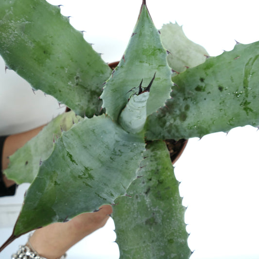 Agave colorata X Agave americana succulent with broad, spiny-edged blue-green leaves and thick texture