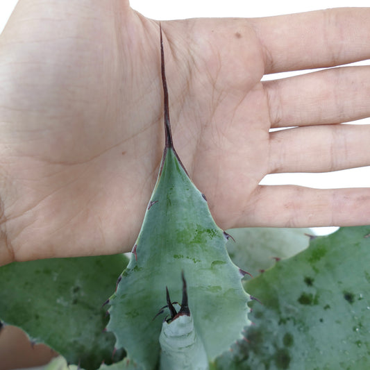 Agave colorata X Agave americana succulent with broad blue-green leaves and long dark spines