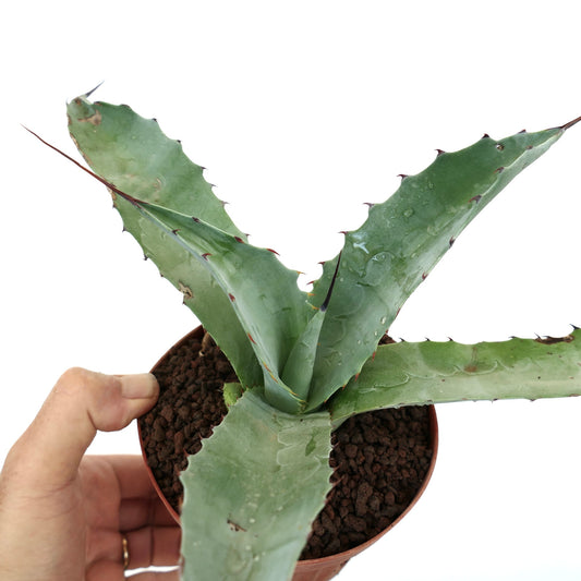 Agave colorata X Agave eborispina succulent with broad spiny leaves and blue-green texture