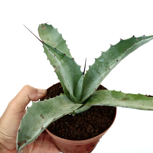 Agave colorata X Agave eborispina succulent with thick spiny leaves in small pot