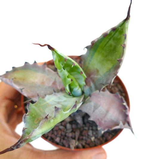 Agave colorata ‘Misashibo’ succulent with thick variegated leaves and sharp spines in pot