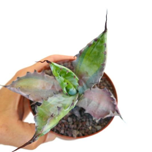 Agave colorata ‘Misashibo’ succulent with broad variegated leaves and sharp spines in pot