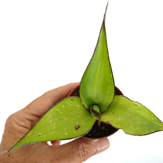 Agave cv. 'Samoele' succulent with broad green leaves and dark edges in small pot