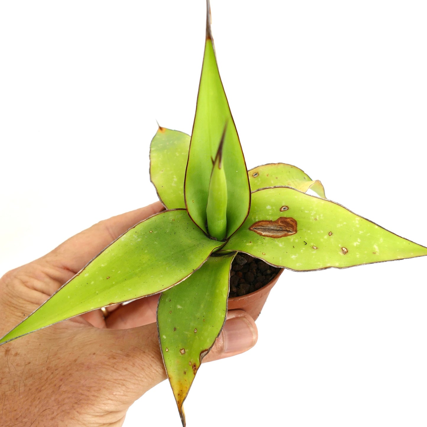 Agave cv. 'Samoele' succulent with thick green leaves and brown-edged spines in small pot