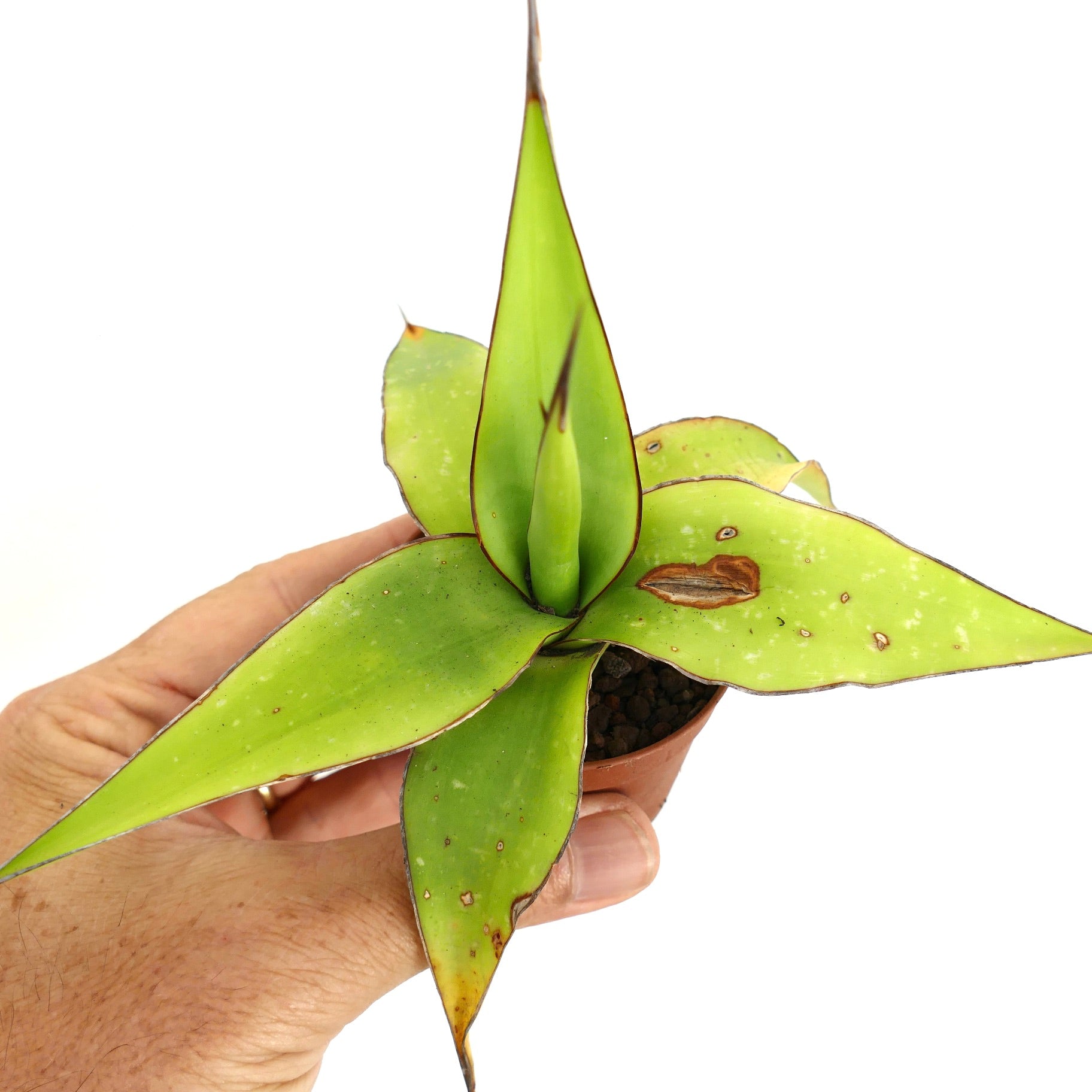 Agave cv. 'Samoele' succulent with thick green leaves and brown-edged spines in small pot