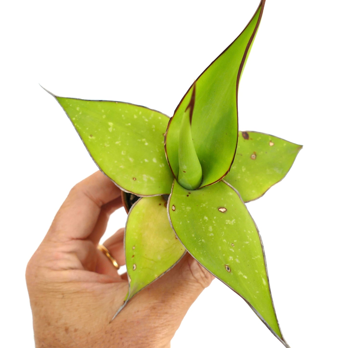 ไม้ประดับอากาเว cv. 'Samoele' ใบกว้างสีเขียวขอบสีน้ำตาลเข้ม ถือด้วยมือ