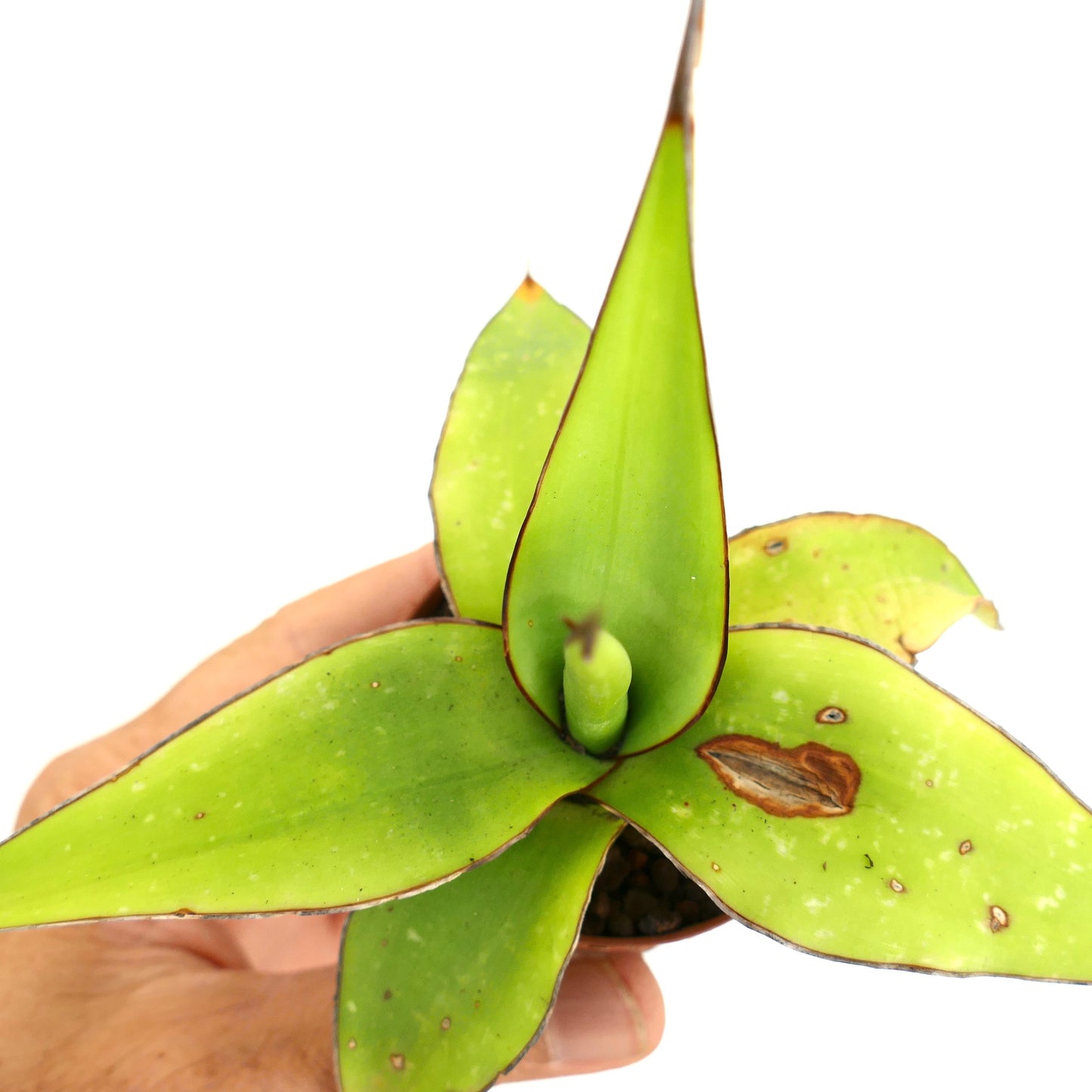 Agave cv. 'Samoele' succulent with broad green leaves and brown-edged tips in small pot