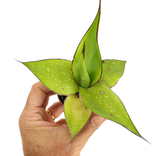 Agave cv. 'Samoele' succulent with thick green leaves and brown-edged spines held in hand