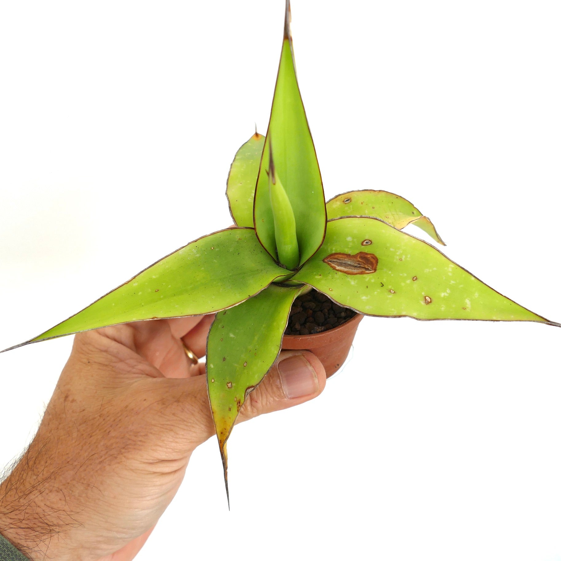 Agave cv. 'Samoele' succulent with broad green leaves and sharp dark tips in small pot