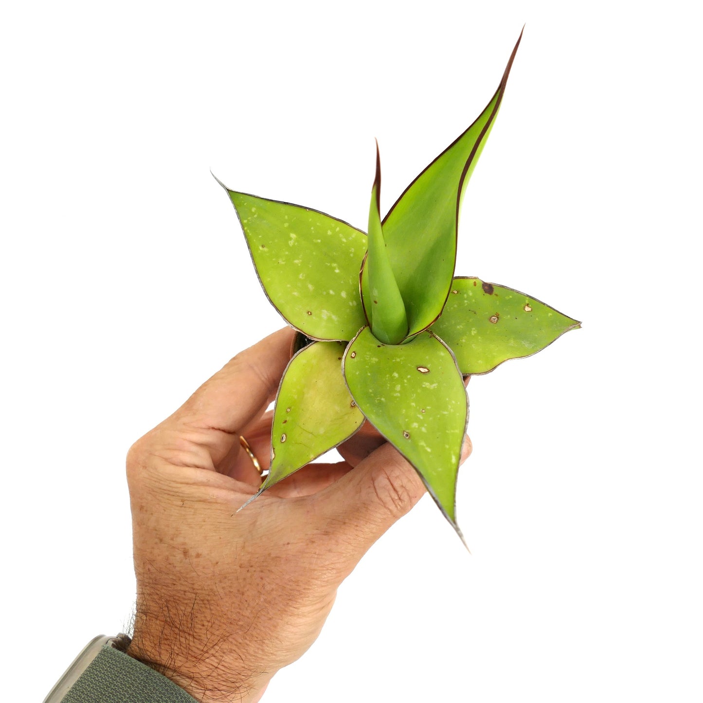 อากาเว cv. 'ซาโมเอล' ต้นไม้เนื้อเยื่อหนาใบเขียวขอบแดงถืออยู่ในมือ