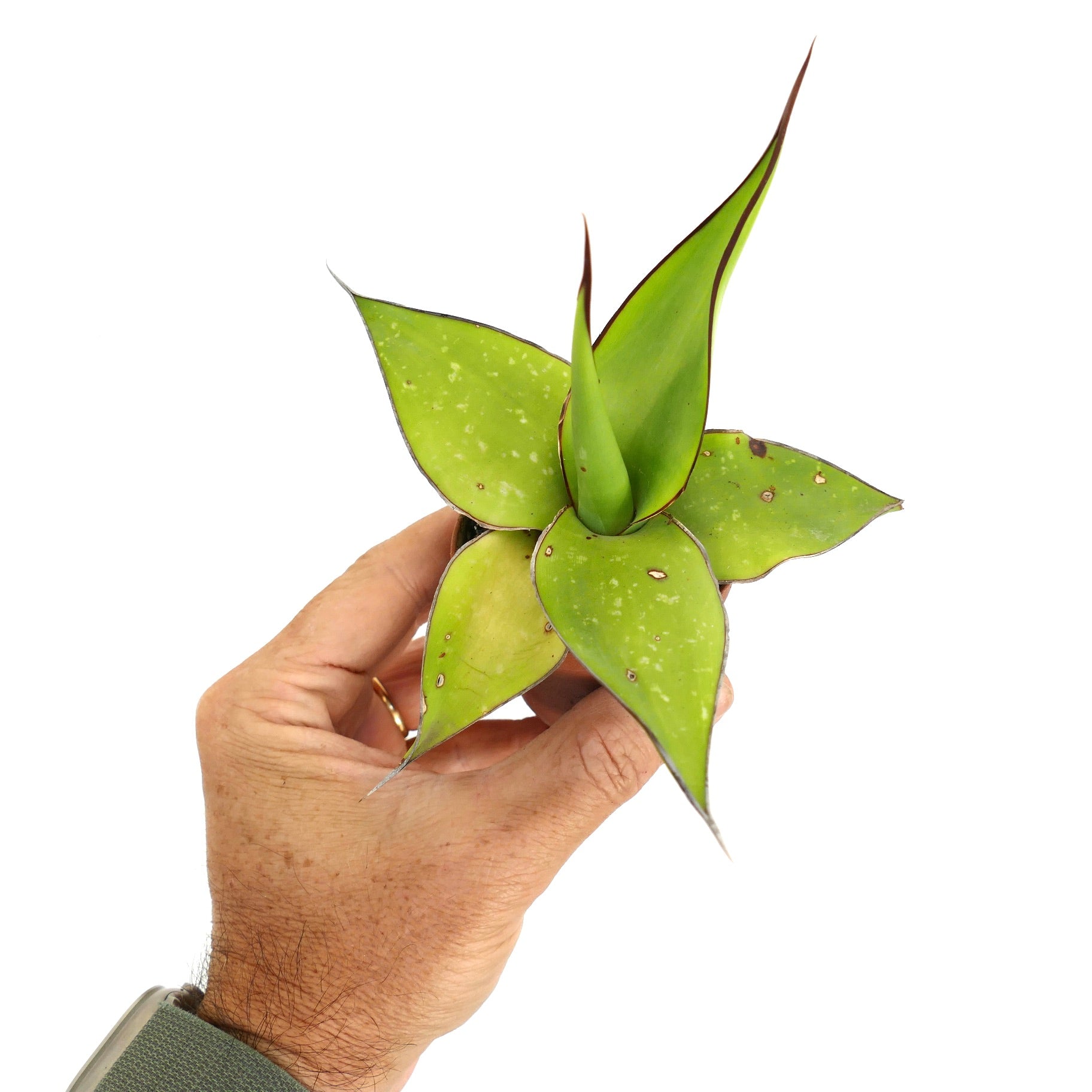อากาเว cv. 'ซาโมเอล' ต้นไม้เนื้อเยื่อหนาใบเขียวขอบแดงถืออยู่ในมือ