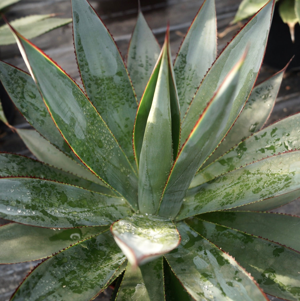 Agave cv 'Shaka Zulu' succulent with thick blue-green leaves and reddish spines