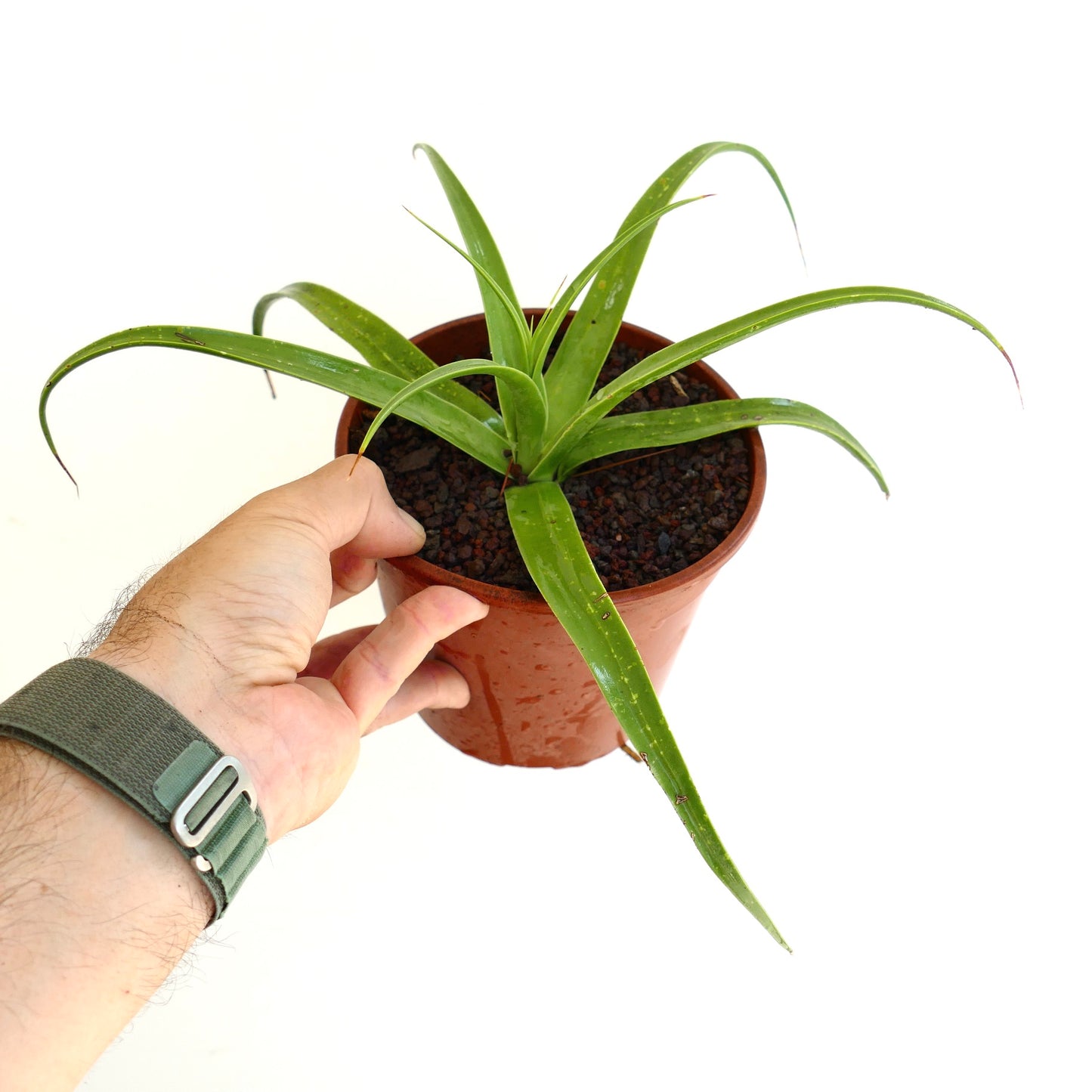 Agave decipiens succulent with long slender green leaves and sharp spines in pot