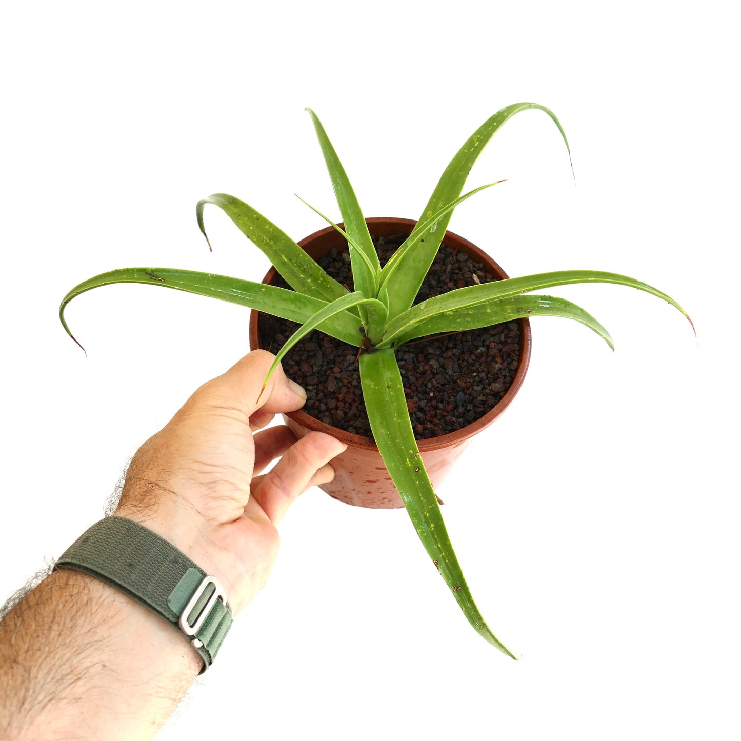 Agave decipiens succulent with long slender green leaves and curved tips in pot
