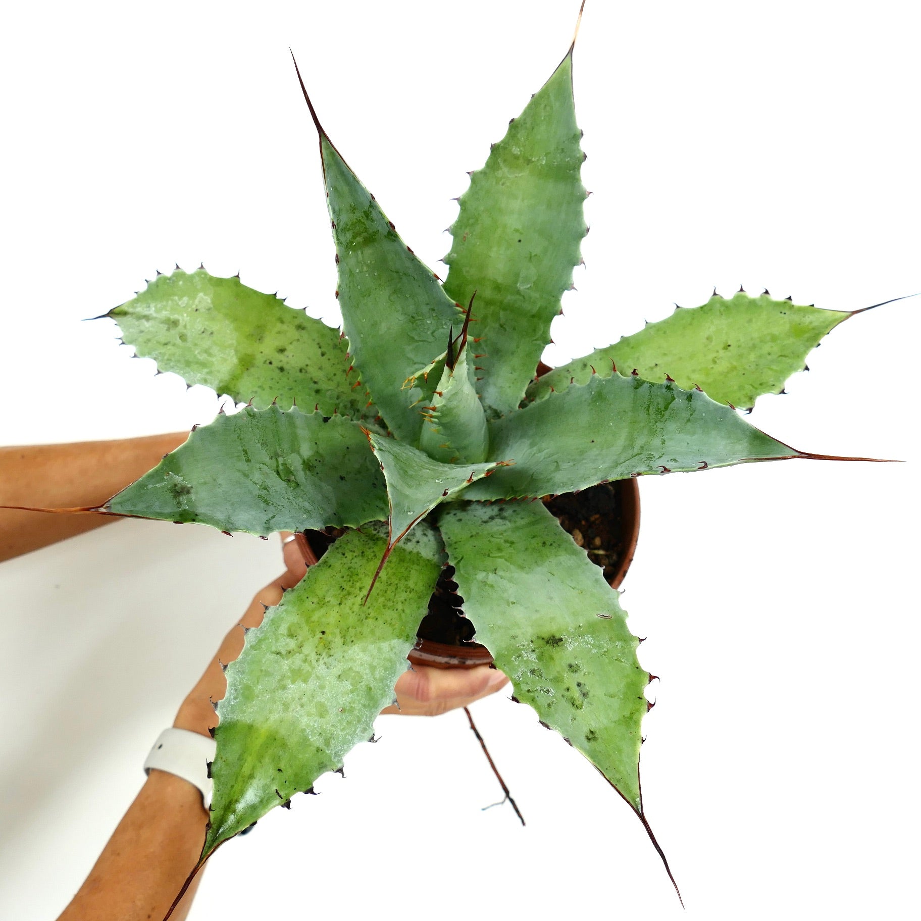 Agave cerulata X ovatifolia X parrasana | Jetzt kaufen