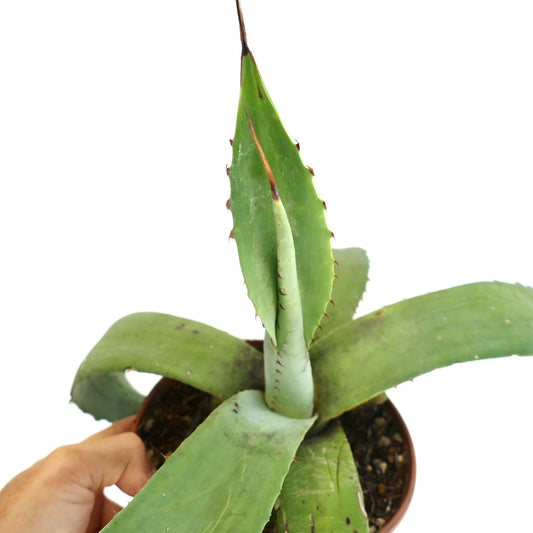 Agave eborispina succulent with long sharp spines and thick green leaves in pot