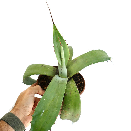Agave eborispina succulent with thick green leaves and long sharp spines in pot held by hand