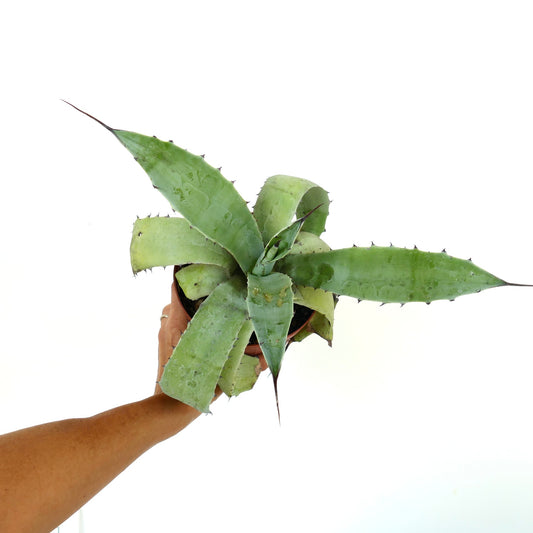 Agave eborispina X Agave americana succulent with broad spiny leaves and pointed tips in pot