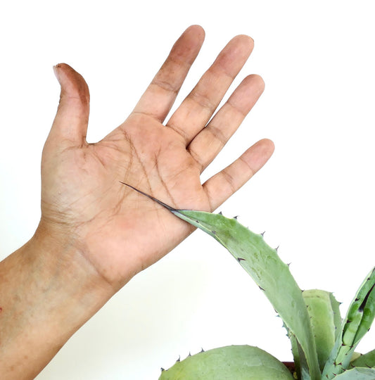 Agave eborispina X Agave americana succulent with long sharp spine and thick green leaves