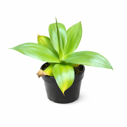 Agave ellemeetiana var. subdentata SEEDS