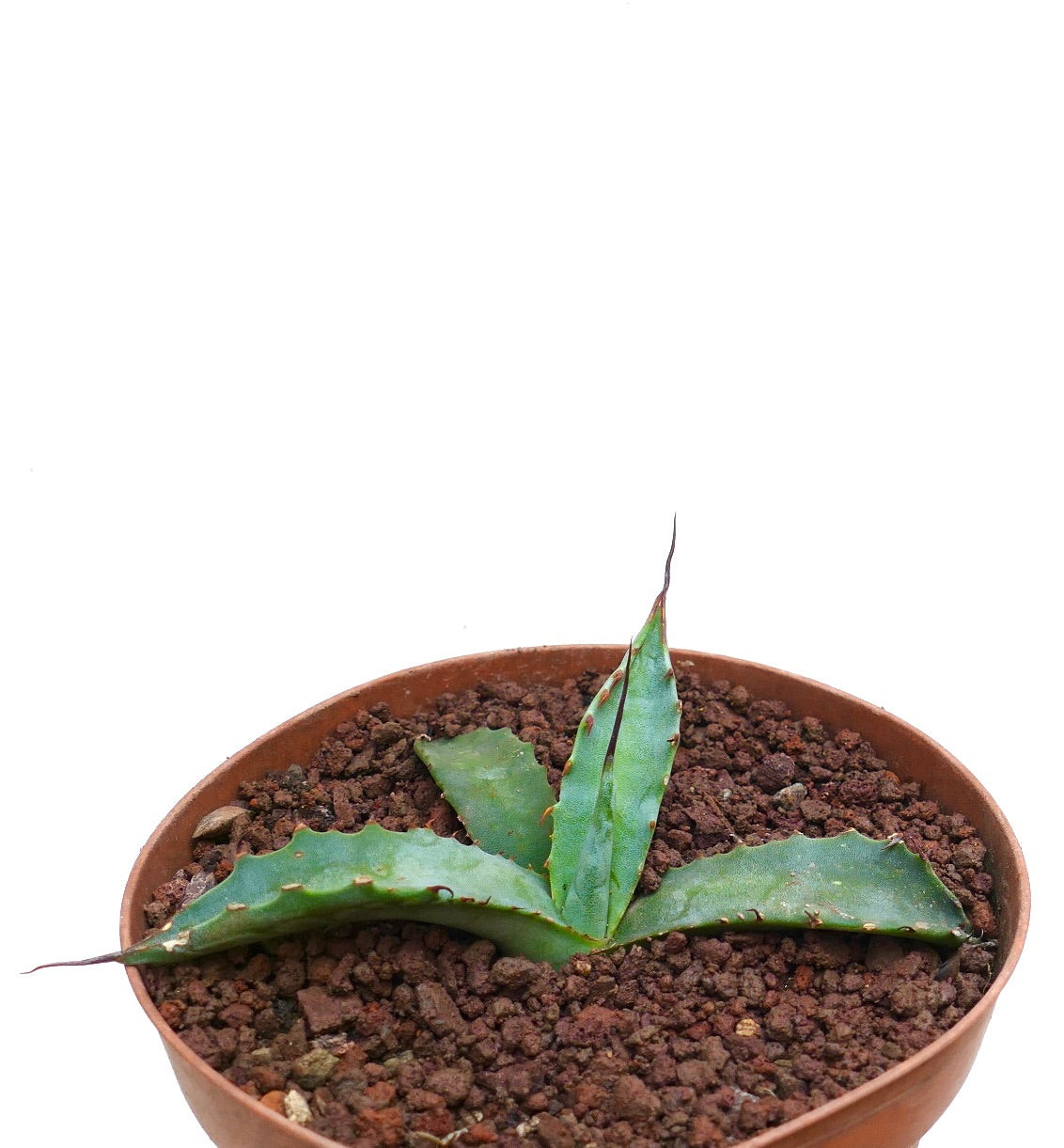 Agave erborispina X parrasana suculenta rara con hojas gruesas y espinosas en maceta de terracota