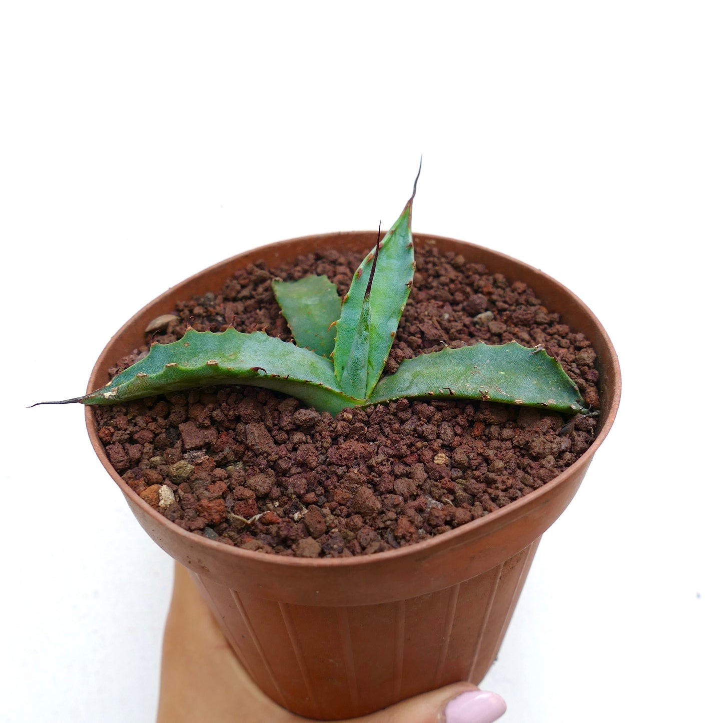 Agave erborispina X parrasana pequeña suculenta con hojas verdes gruesas y espinas afiladas en maceta