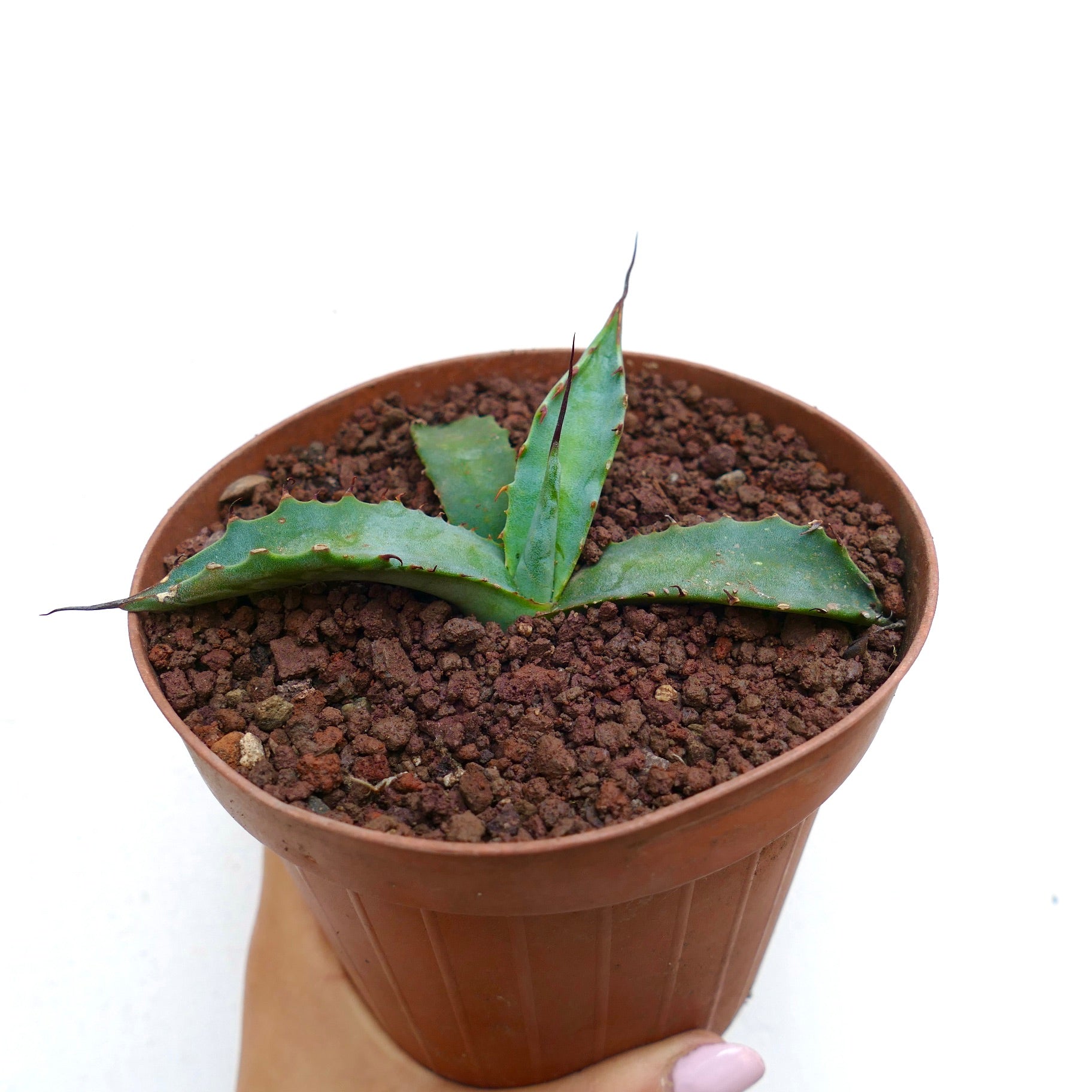 Agave erborispina X parrasana pequeña suculenta con hojas verdes gruesas y espinas afiladas en maceta