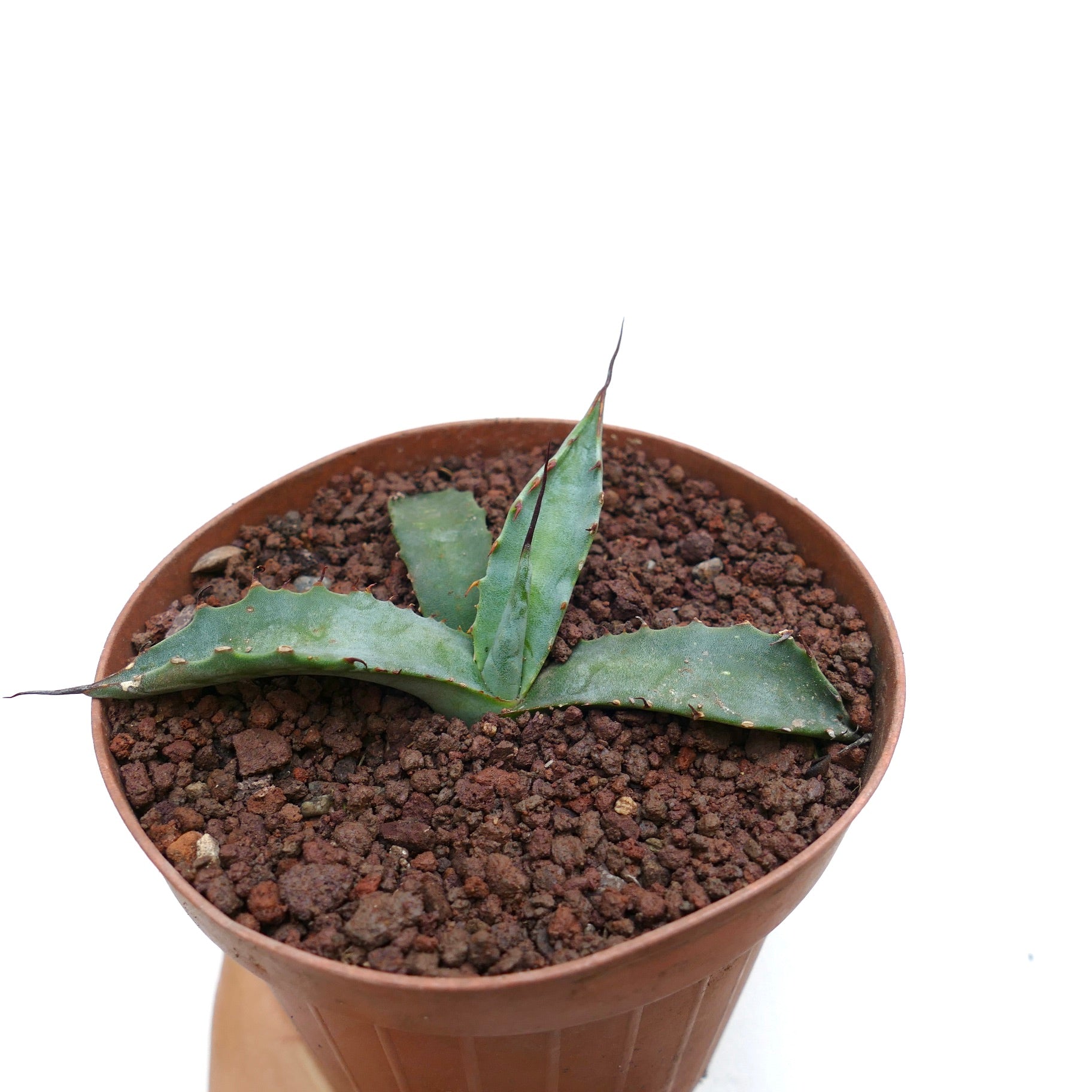 Agave erborispina X parrasana pequeña suculenta con hojas verdes gruesas y espinas afiladas en maceta