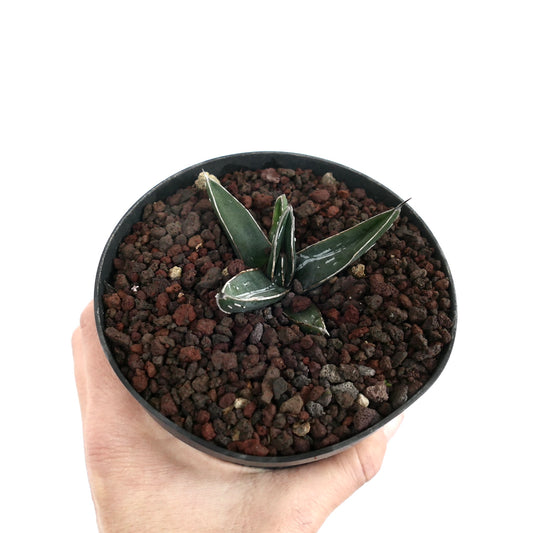 Agave ferdinandi-regis small succulent with dark green pointed leaves and white margins in pot