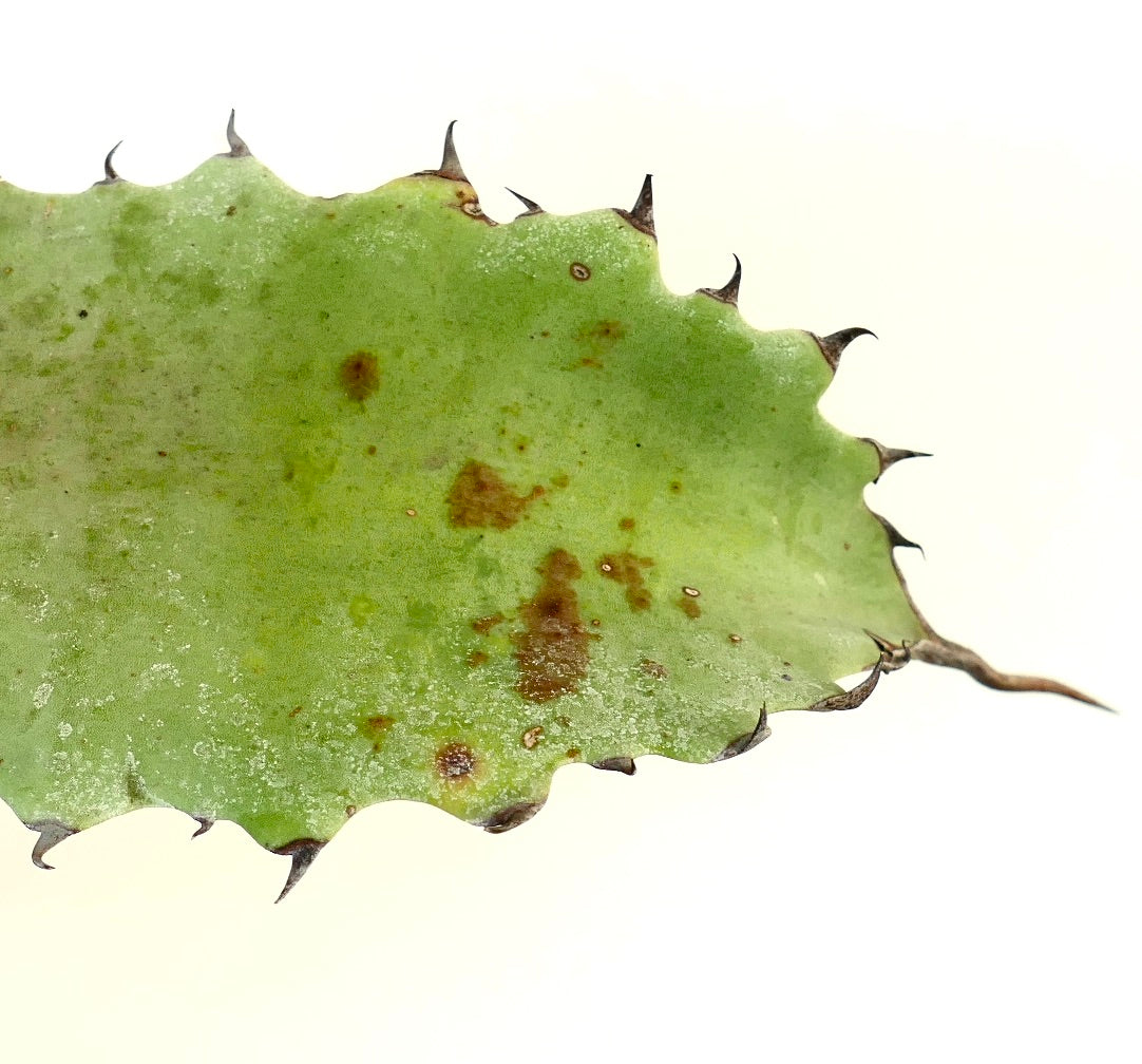 Hoja suculenta de Agave ferox X Agave ovatifolia con espinas oscuras prominentes y manchas marrones
