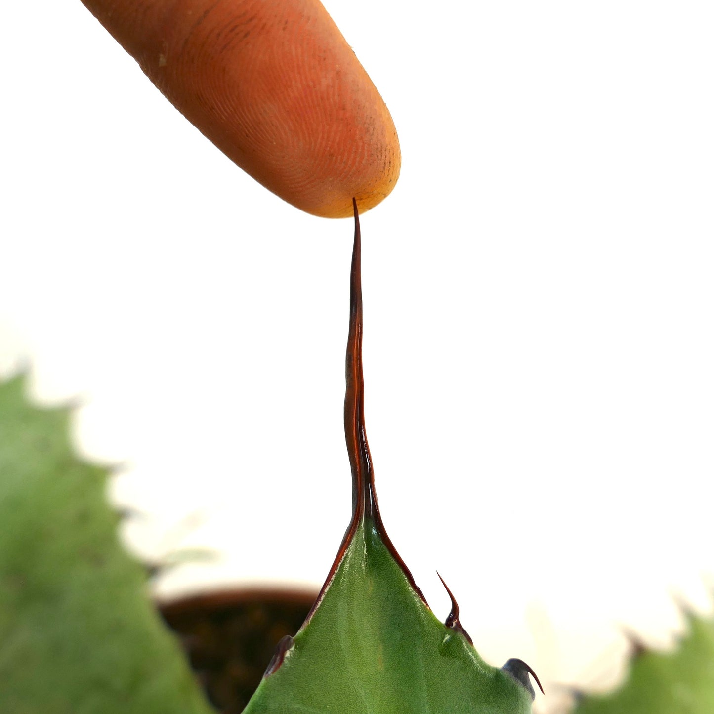 Agave ferox X Agave ovatifolia suculenta con larga y afilada espina terminal de color marrón rojizo y hojas verdes gruesas