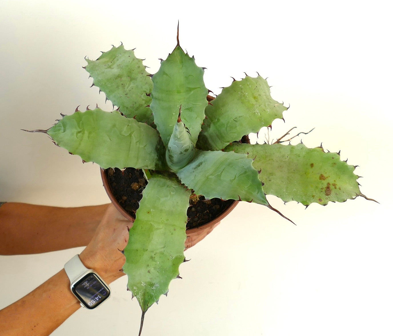 Agave ferox X Agave ovatifolia suculenta con hojas anchas y espinosas verdes en maceta de terracota