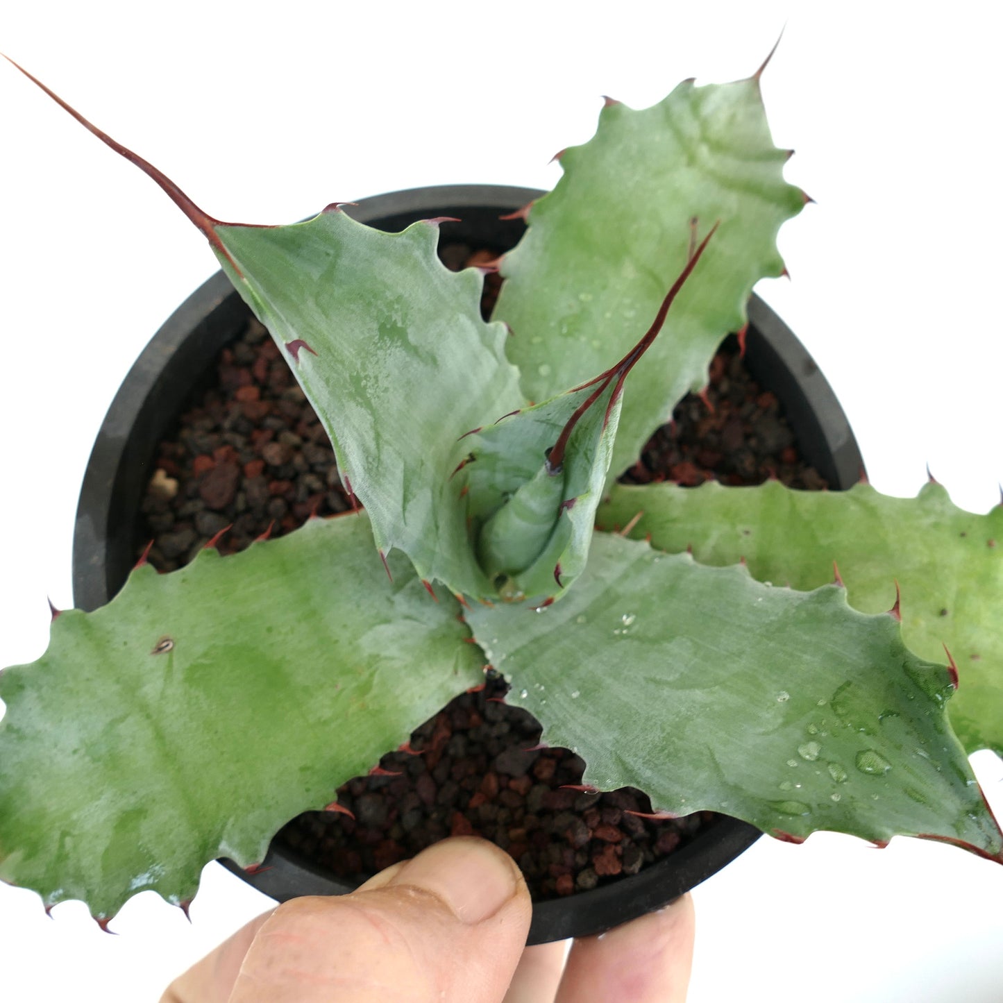 Agave ferox X Agave ovatifolia