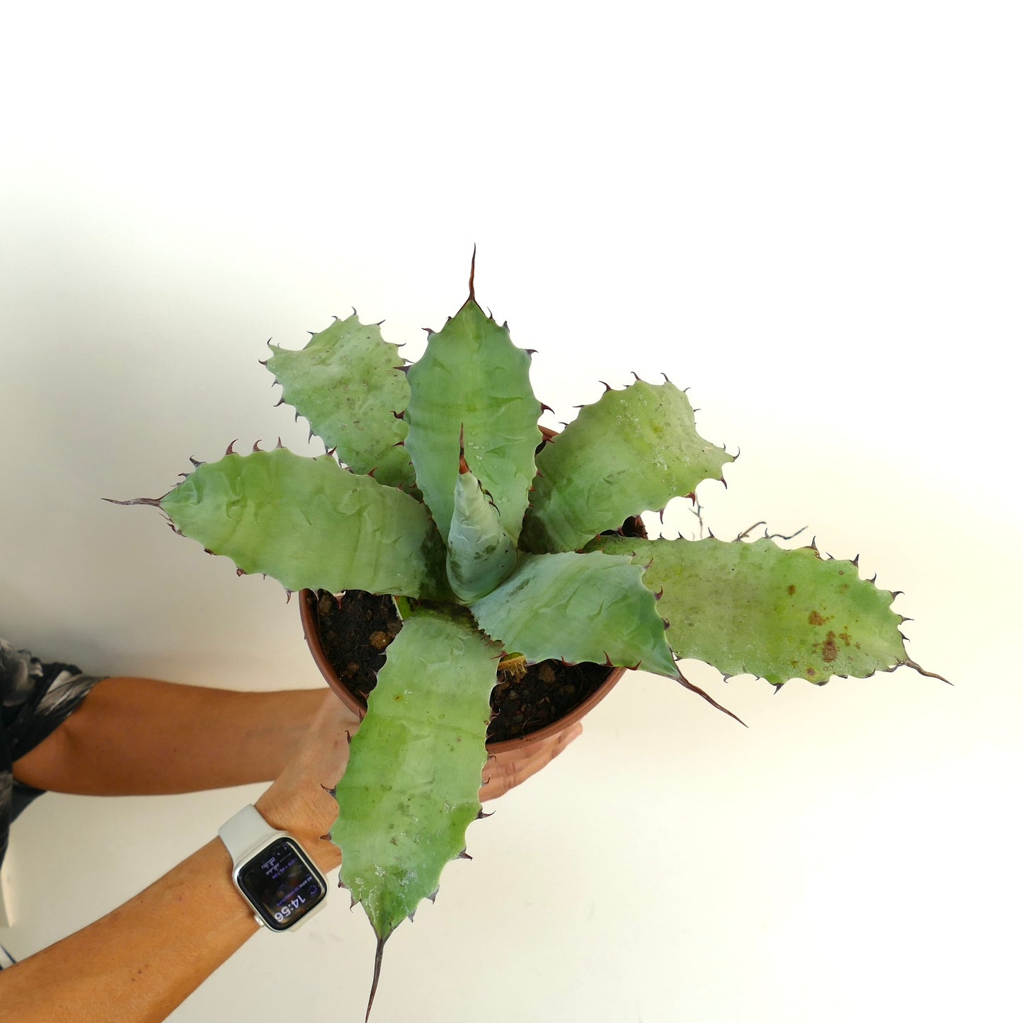 Agave ferox X Agave ovatifolia suculenta con hojas anchas verdes y espinas afiladas en maceta