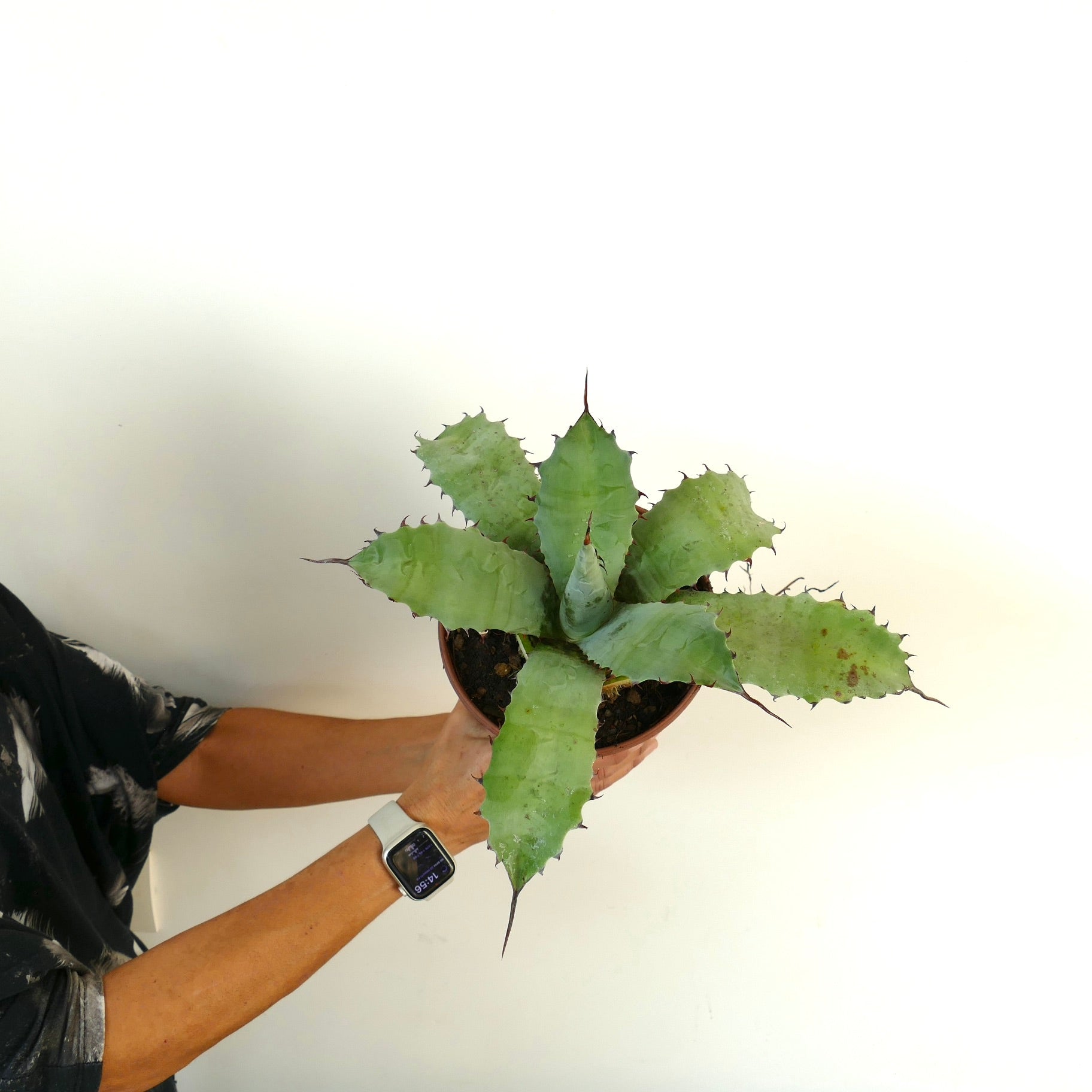 Agave ferox X Agave ovatifolia suculenta con hojas anchas y espinosas y puntas puntiagudas en maceta