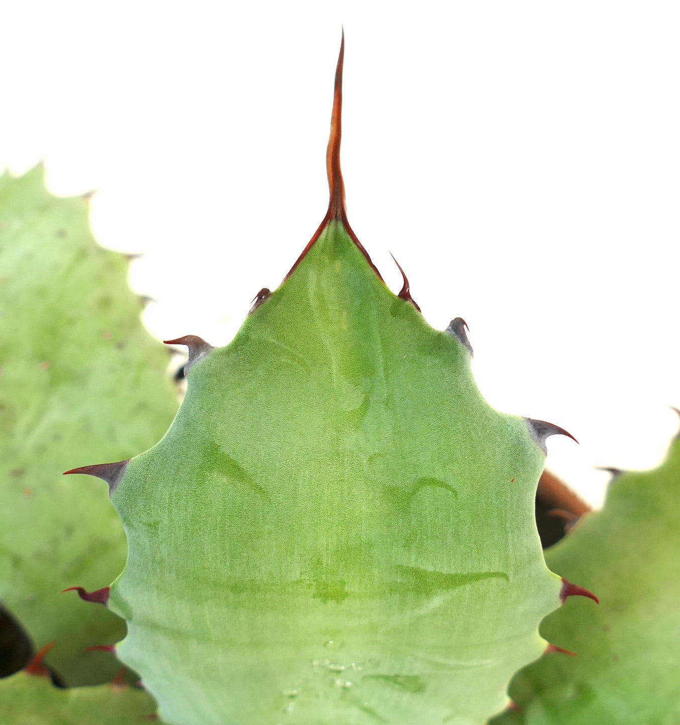 Agave ferox X Agave ovatifolia suculenta con hojas anchas verdes y espinas afiladas rojizas
