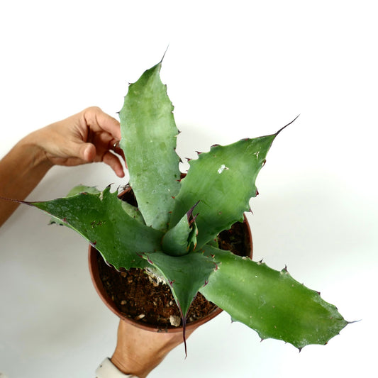 Agave ferox X eborispina X parrasana