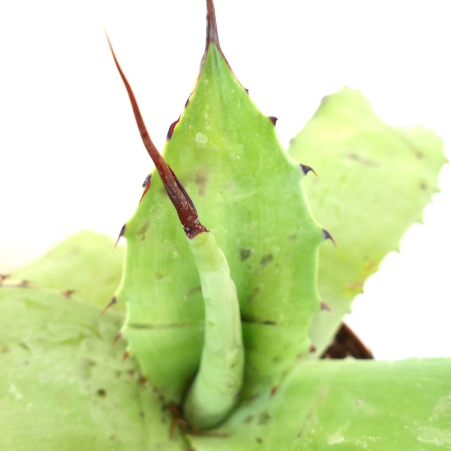 Agave ferox X erborispina X bovicornuta