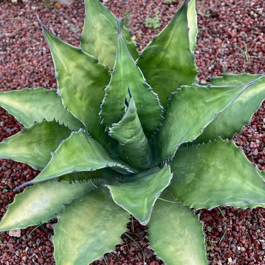 Agave ferox clone OLYMPIA (ex Van Dyck, Netherlands) SEEDS