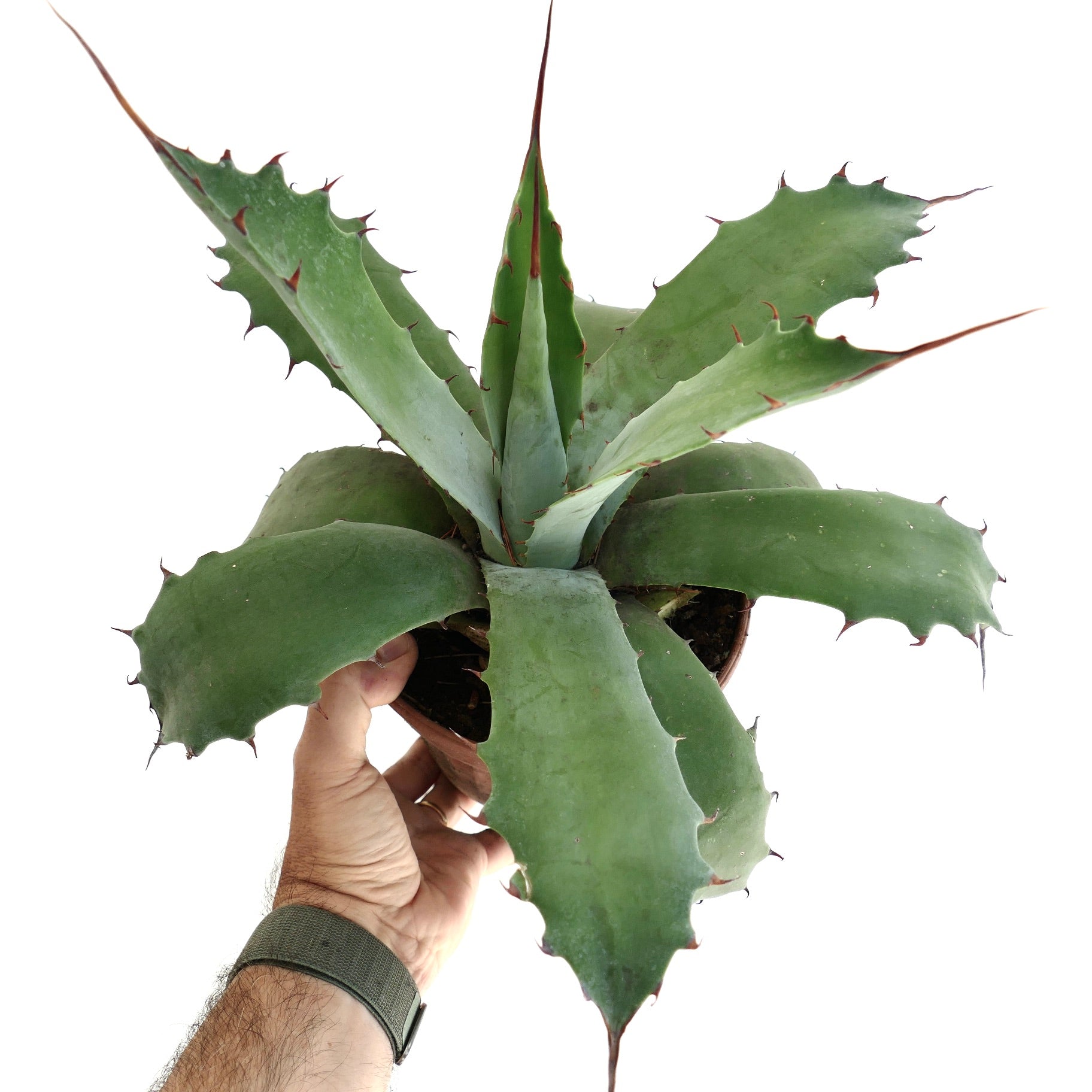 Agave ferox x ovatifolia succulent with thick spiny leaves and pointed tips in small pot