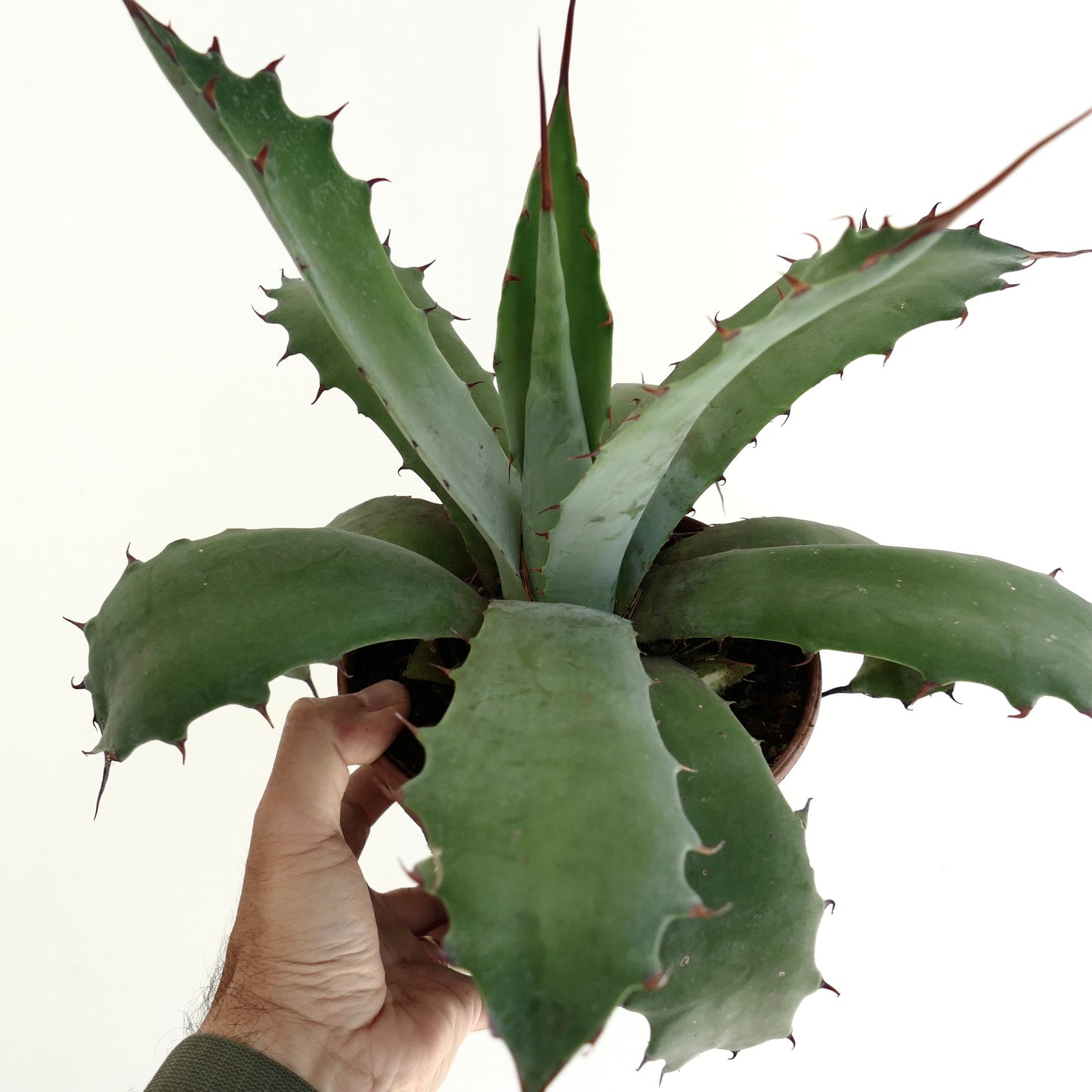 Agave ferox x ovatifolia succulent with broad spiny green leaves and thick texture