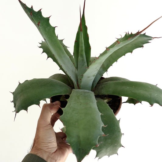 Agave ferox x ovatifolia succulent with broad spiny green leaves and thick texture