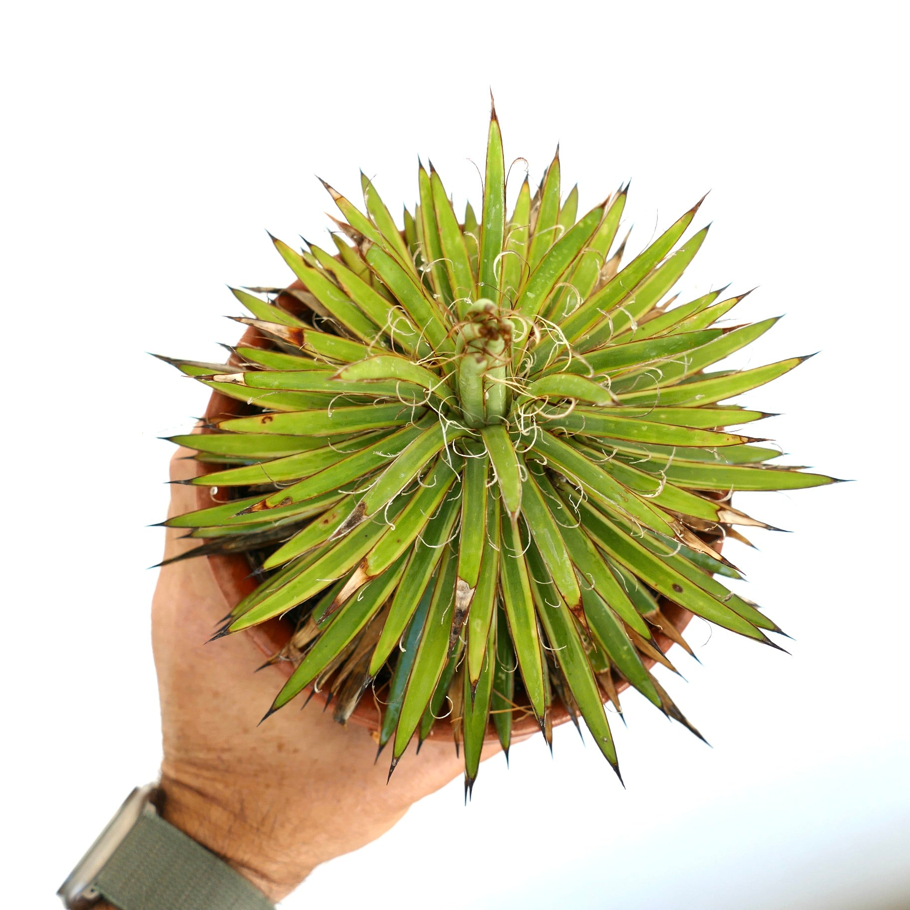 Agave filifera with narrow green leaves, curled fibers, and sharp dark tips succulent plant