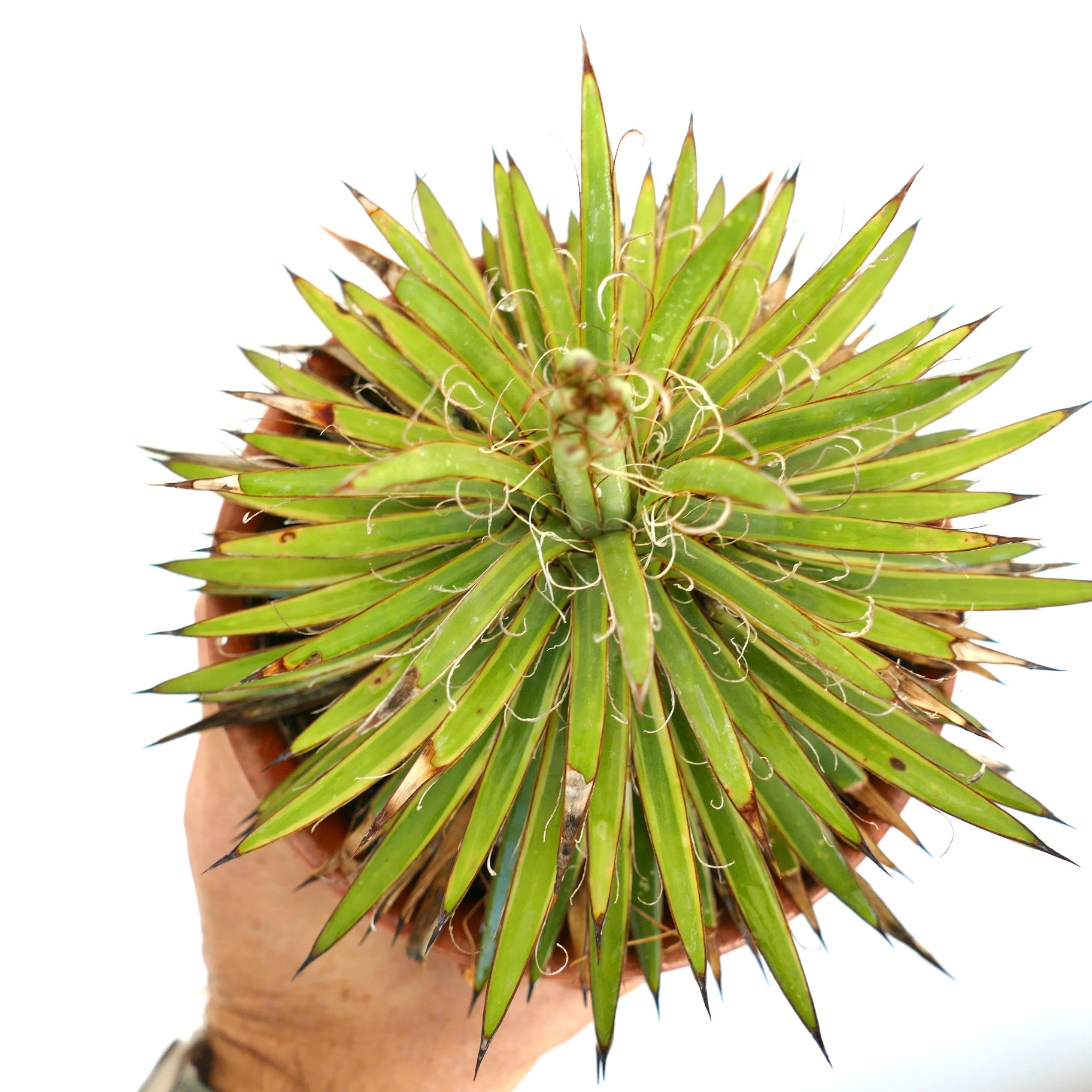 Agave filifera succulent with narrow spiny leaves and curly fiber filaments in pot