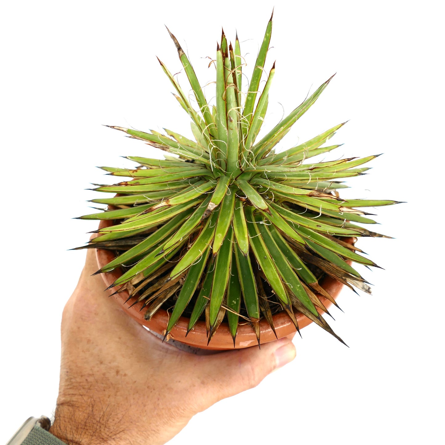 Agave filifera succulent with narrow spiny leaves and fibrous edges in terracotta pot